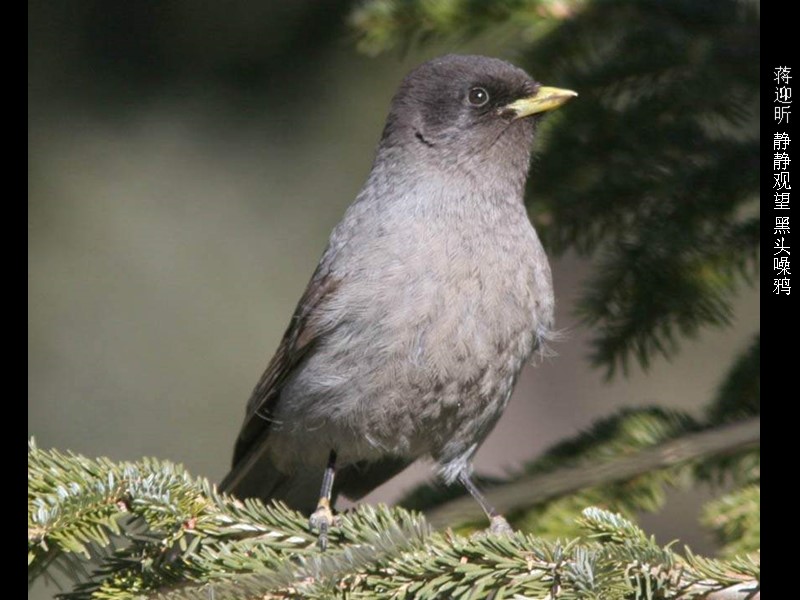 蒋迎昕 静静观望 黑头噪鸦